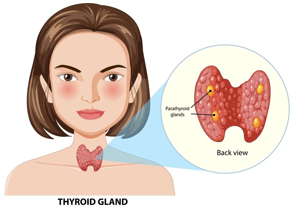 Thyroid Gland Anatomy Illustration