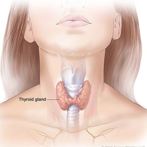 Medical Illustration of Tryroid gland