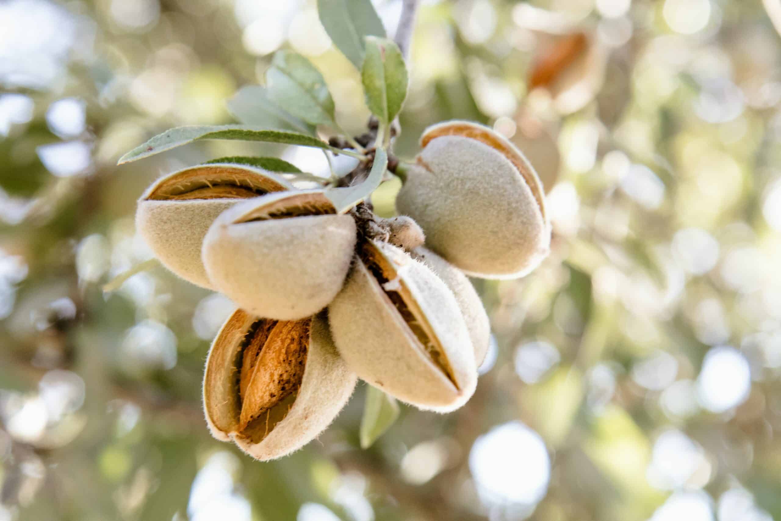 Growing Almond